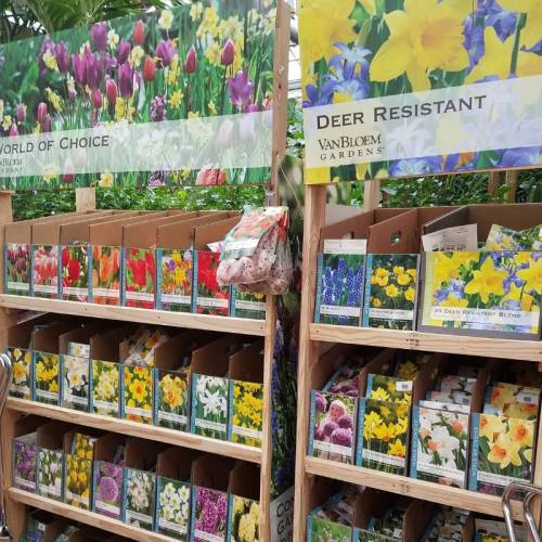 Colorful display of flower seed packets in a garden center, labeled "World of Choice" and "Deer Resistant."