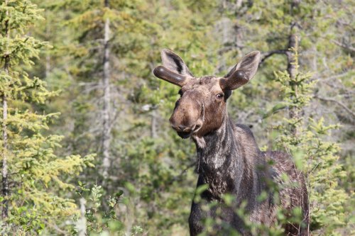 A moose stands among green trees, looking curiously at the camera in a natural forest setting.