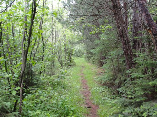 A narrow dirt path winds through a lush, green forest with trees and underbrush on either side.