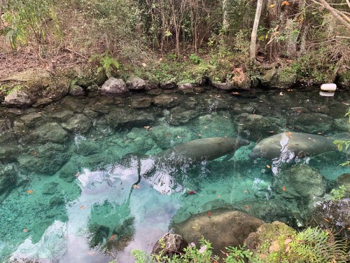 Two manatees swim in a clear, shallow stream surrounded by rocks and lush greenery.