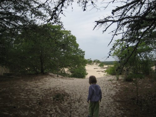 A child stands at the edge of a sandy path, surrounded by trees, looking out towards a distant sandy area.