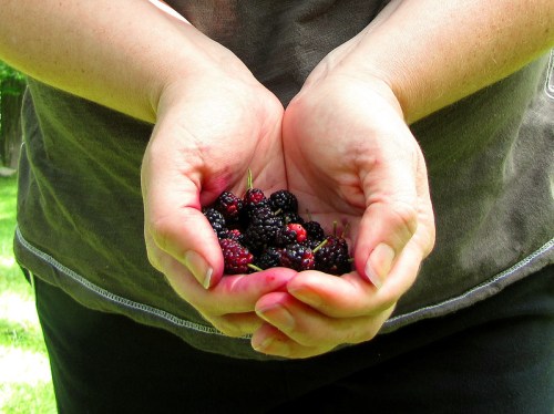 A person holds a handful of fresh blackberries in their cupped hands, surrounded by green grass.