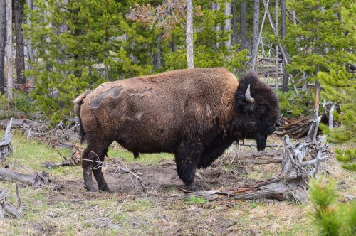 A bison stands in a forested area, surrounded by trees and underbrush, with a rugged, textured coat.