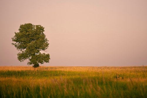 A solitary tree stands in a golden field under a soft, hazy sky, creating a serene and tranquil landscape.