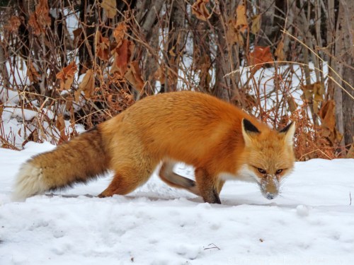 A red fox walking through snow, surrounded by brown foliage and trees in a winter landscape.