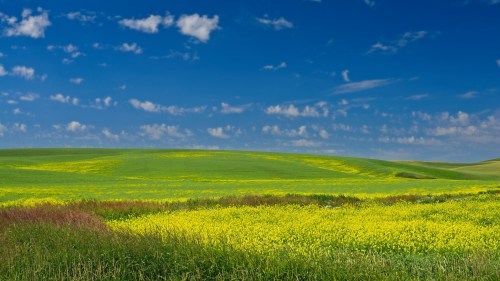 Vibrant fields of yellow flowers and green grass under a bright blue sky with scattered clouds.