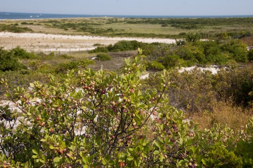 A coastal landscape featuring a bush with berries in the foreground and a view of the ocean and sandy terrain in the background.