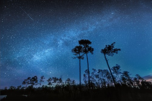 A starry night sky filled with stars and a faint Milky Way, silhouetted by tall trees in the foreground.