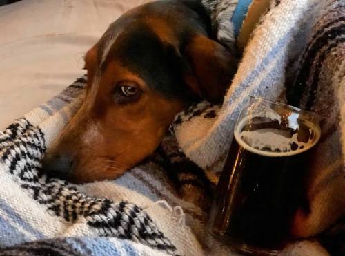 A dog resting on a blanket next to a glass of dark beer.
