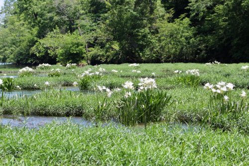 A serene landscape featuring white flowers blooming among lush green grass and a calm waterway.
