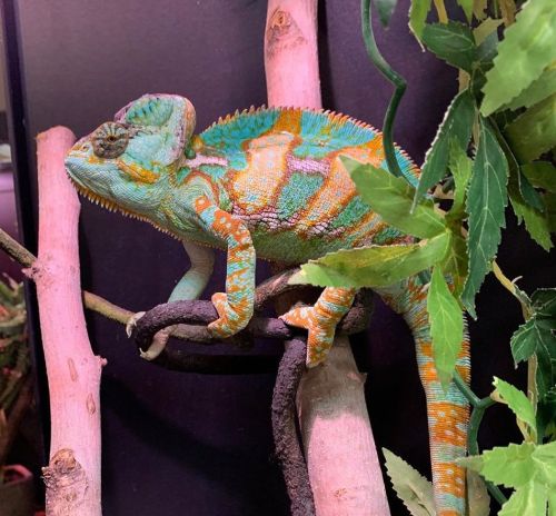 A colorful chameleon perched on branches, surrounded by green leaves, showcasing vibrant turquoise and orange patterns.