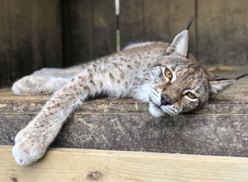A relaxed lynx lying on a wooden surface, with its head resting and one paw hanging off the edge.
