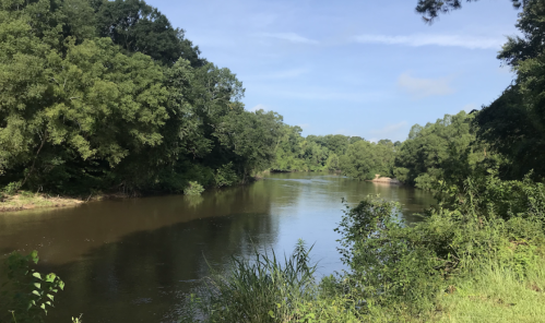 A serene river flows through lush greenery under a clear blue sky, surrounded by trees and plants.