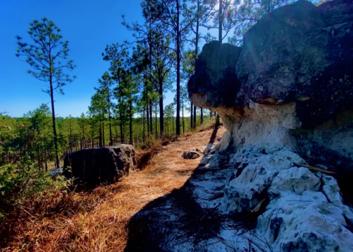 A rocky path surrounded by tall pine trees under a clear blue sky. Sunlight filters through the branches.