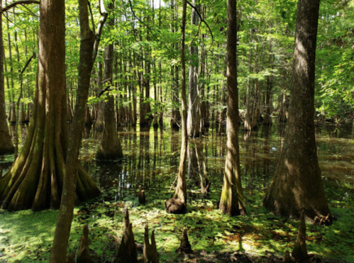 Lush green swamp with cypress trees and still water, surrounded by vibrant foliage and lily pads.