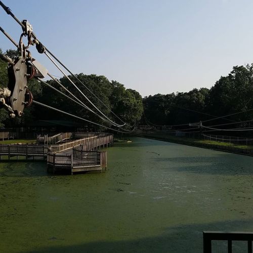 A serene pond covered in green algae, with wooden walkways and cables overhead under a clear blue sky.