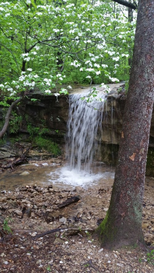 A small waterfall cascades over a rocky ledge, surrounded by lush green foliage and blooming white flowers.