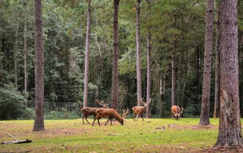Four deer grazing in a forest clearing surrounded by tall trees.