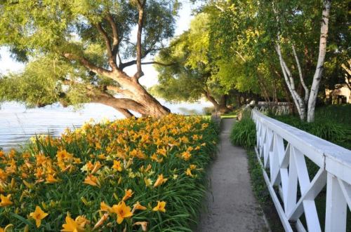 A scenic pathway lined with vibrant yellow flowers, leading to a serene lakeside surrounded by lush greenery.