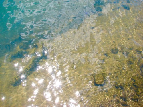 Sunlight sparkles on clear water, revealing a sandy bottom with some rocks and aquatic plants.