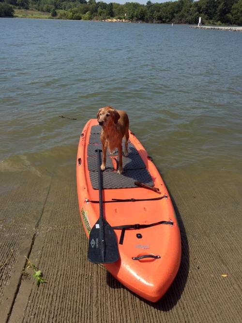 A dog stands on an orange kayak in a calm lake, with trees and a shoreline in the background.