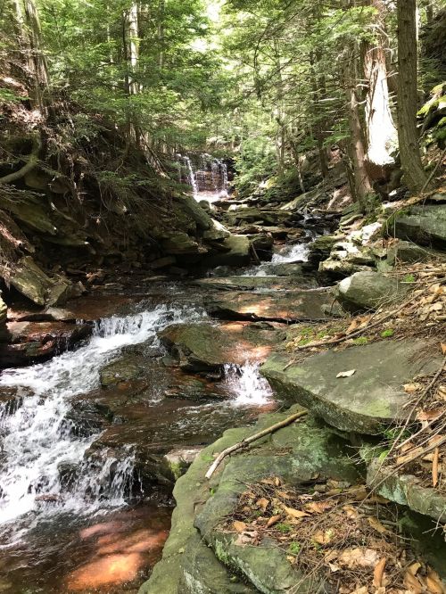 A serene forest scene featuring a flowing stream and a small waterfall surrounded by lush greenery and rocky terrain.