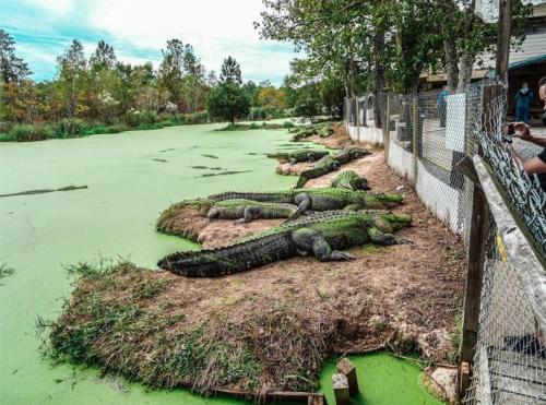 A group of alligators resting on a grassy bank by a green, algae-covered pond, with trees in the background.