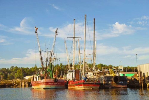 Fishing boats docked at a harbor under a clear blue sky, surrounded by trees and calm water.