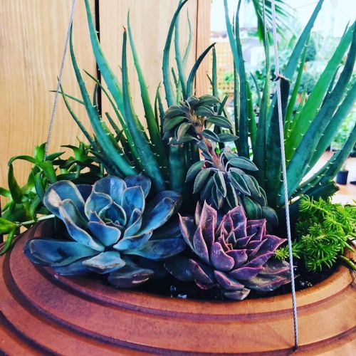 A variety of succulents in a hanging planter, featuring green and purple leaves, set against a wooden background.