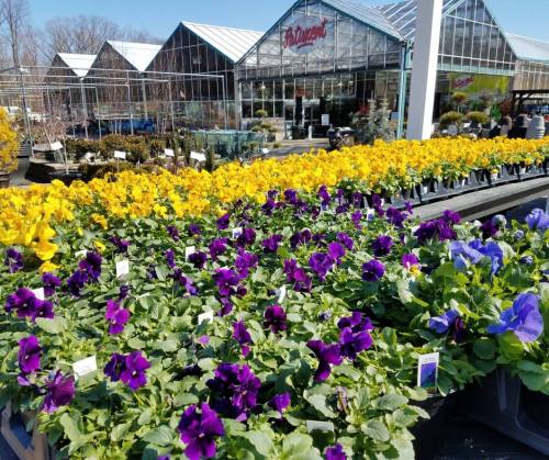 A vibrant garden center with rows of yellow and purple pansies in pots, surrounded by greenhouses.