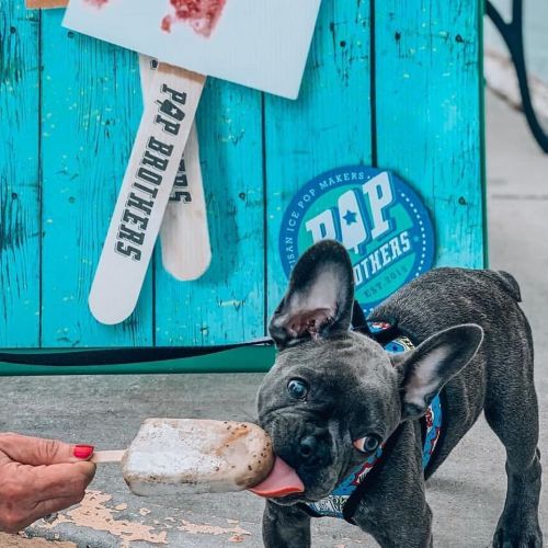 A French Bulldog enjoys a frozen treat while standing in front of a colorful pop shop sign.