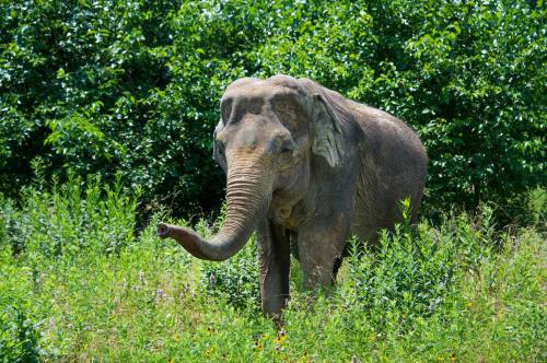 An elephant stands in a lush green field surrounded by trees and tall grass on a sunny day.