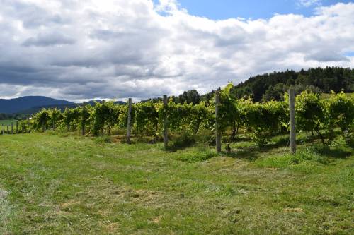 A lush vineyard stretches across a green field under a partly cloudy sky, with mountains in the background.