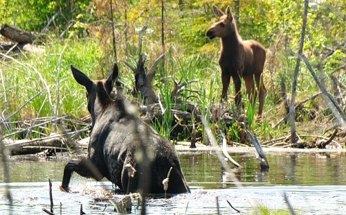 A moose wades through water while a young moose stands on the shore, surrounded by greenery and fallen branches.