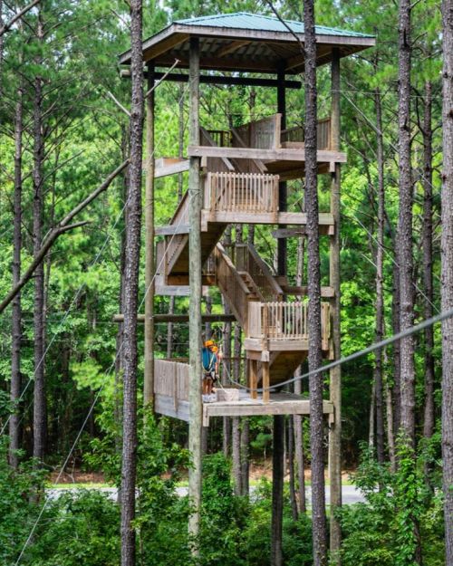 A wooden observation tower with multiple levels, surrounded by tall trees in a lush green forest.