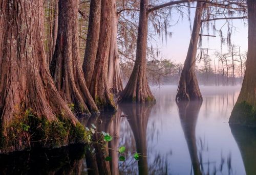 Serene swamp scene with cypress trees reflected in calm water, shrouded in mist during early morning light.
