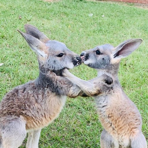 Two young kangaroos playfully interacting on green grass, facing each other with their paws touching.