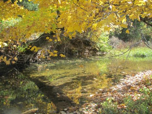 A serene stream surrounded by vibrant autumn leaves and reflections on the water's surface.