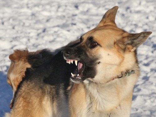 A German Shepherd with bared teeth stands in snow, appearing aggressive while another dog is partially visible behind it.