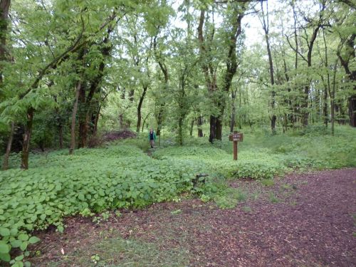 A lush green forest with dense foliage and a person walking along a path near a wooden sign.