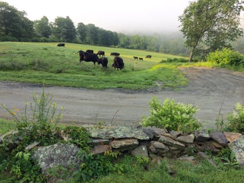A misty morning scene with black cows grazing in a green field, bordered by a stone wall and trees in the background.