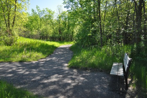 A winding path through a lush green forest, with a wooden bench beside it, inviting a moment of rest.