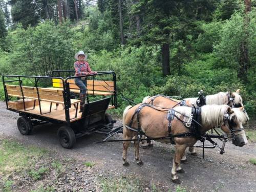 A person in a cowboy hat drives a horse-drawn wagon through a lush, green forest. Two horses are harnessed in front.
