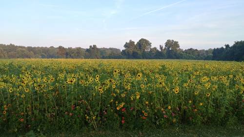 A vibrant field of sunflowers stretches across the landscape, with green trees in the background and a clear blue sky.