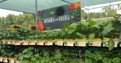 A display of various vegetable and herb plants for sale, with a sign reading "Veggies and Herbs" above.