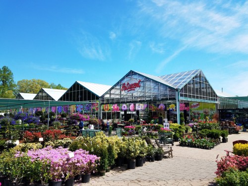 A vibrant garden center with colorful flowers and plants displayed outside under a clear blue sky.