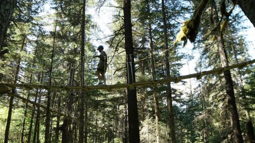 A person walks on a wooden bridge high among trees in a forest, surrounded by tall greenery.