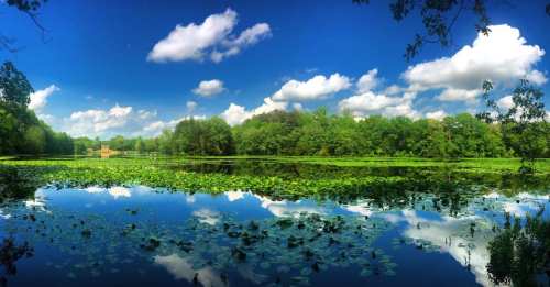A serene lake surrounded by lush greenery and blue skies, reflecting clouds and lily pads on the water's surface.