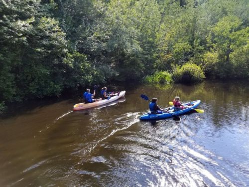 Two kayakers paddle on a calm river surrounded by lush greenery on a sunny day.