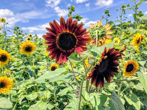 A vibrant field of sunflowers in various shades, with a blue sky and fluffy clouds in the background.